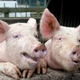 Illustration for article titled Mysterious Culprit That Killed 7 Million Pigs Finally Revealed: It Was Tote Bags